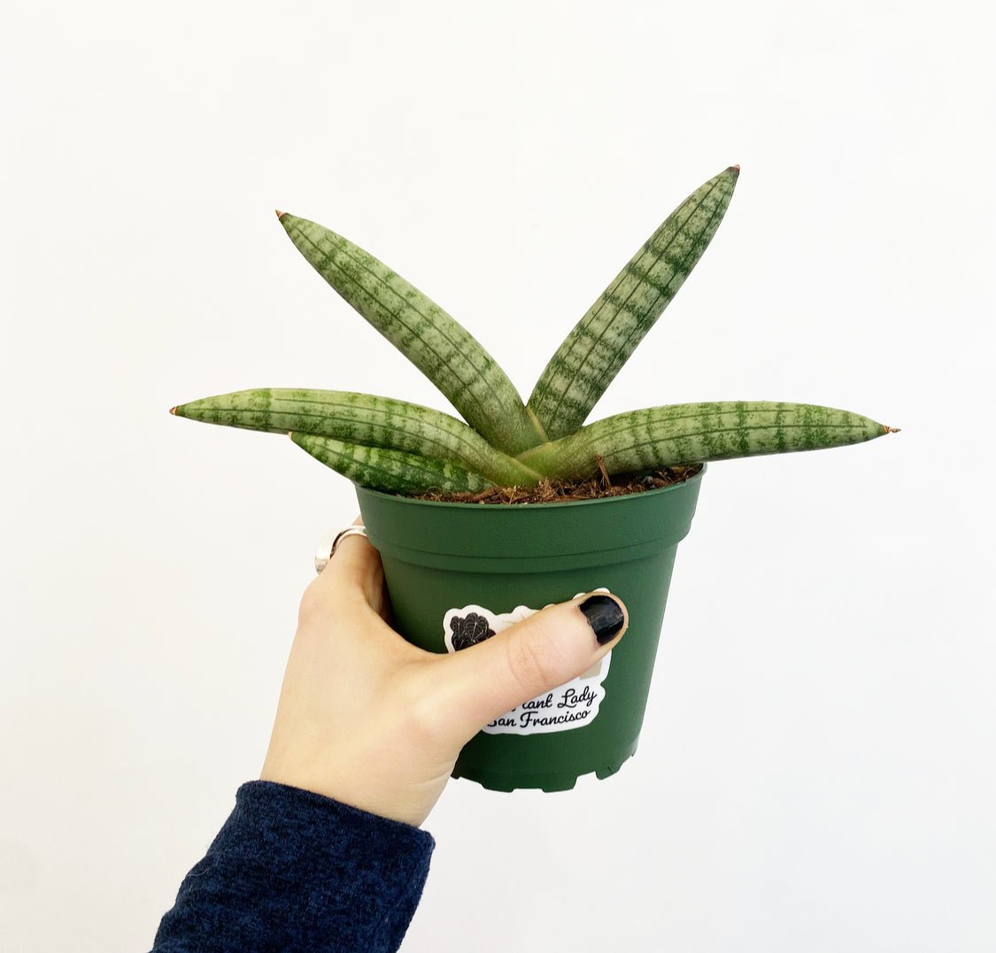 Sansevieria boncellis "Starfish'" - The Plant Lady SF