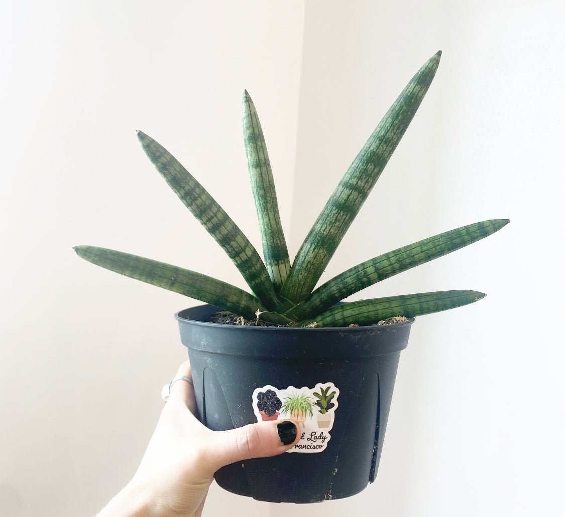 Sansevieria boncellis "Starfish'" - The Plant Lady SF