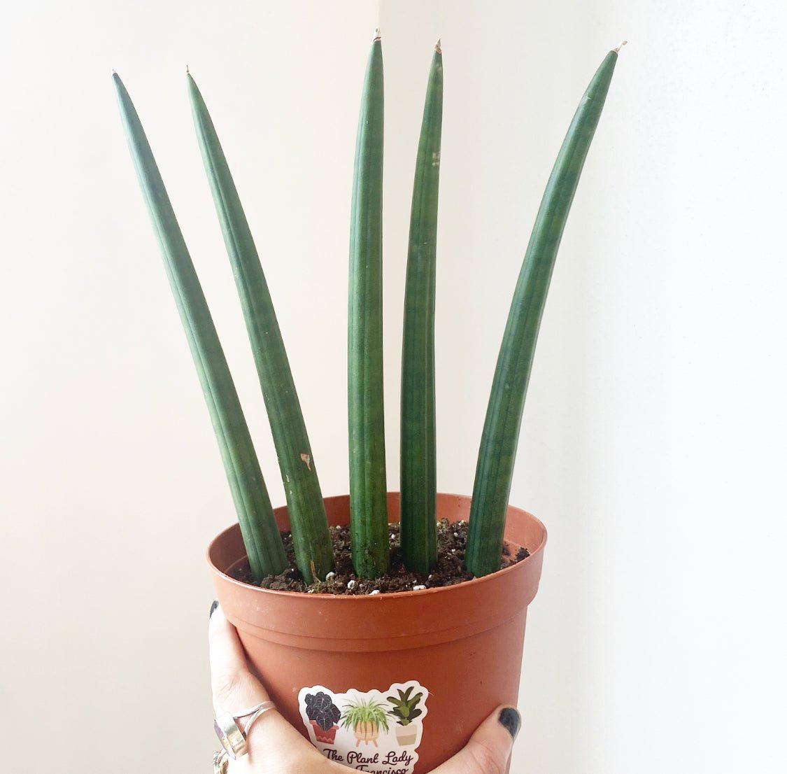 Sansevieria 'Cylindrica' – The Plant Lady SF