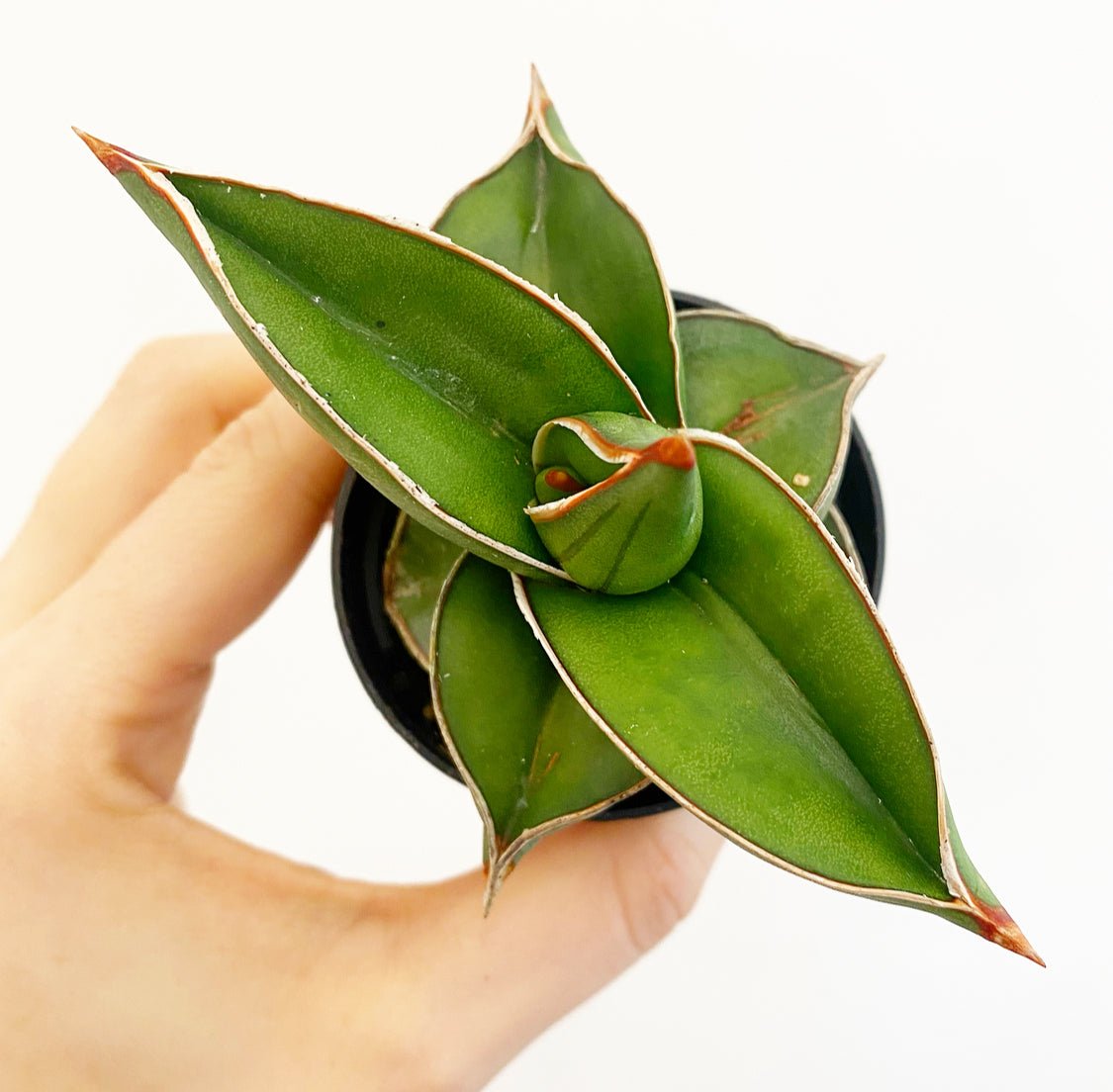 Sansevieria ehrenbergii 'Samurai' - The Plant Lady SF