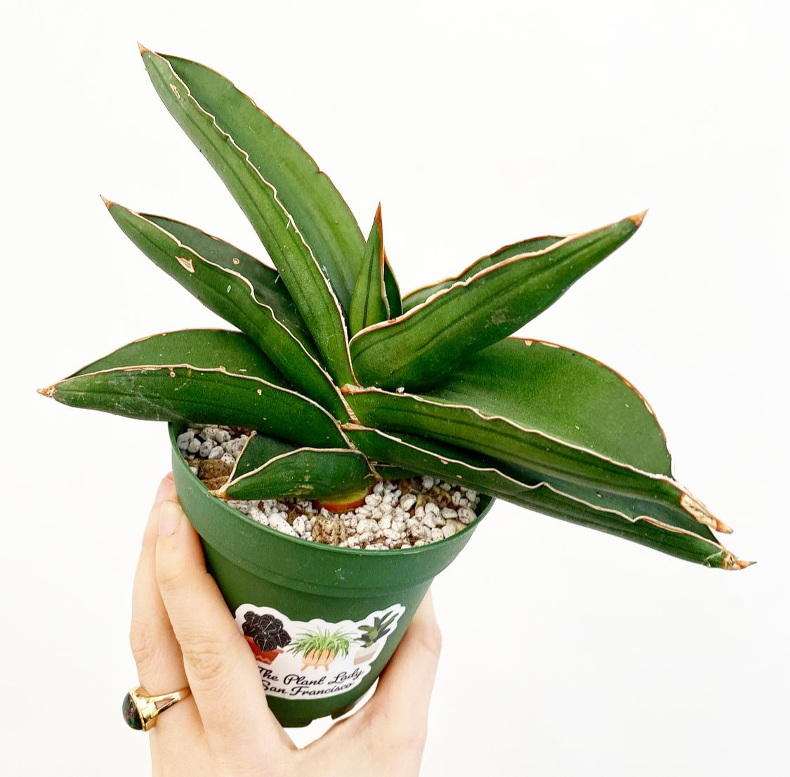 Sansevieria ehrenbergii 'Samurai' - The Plant Lady SF