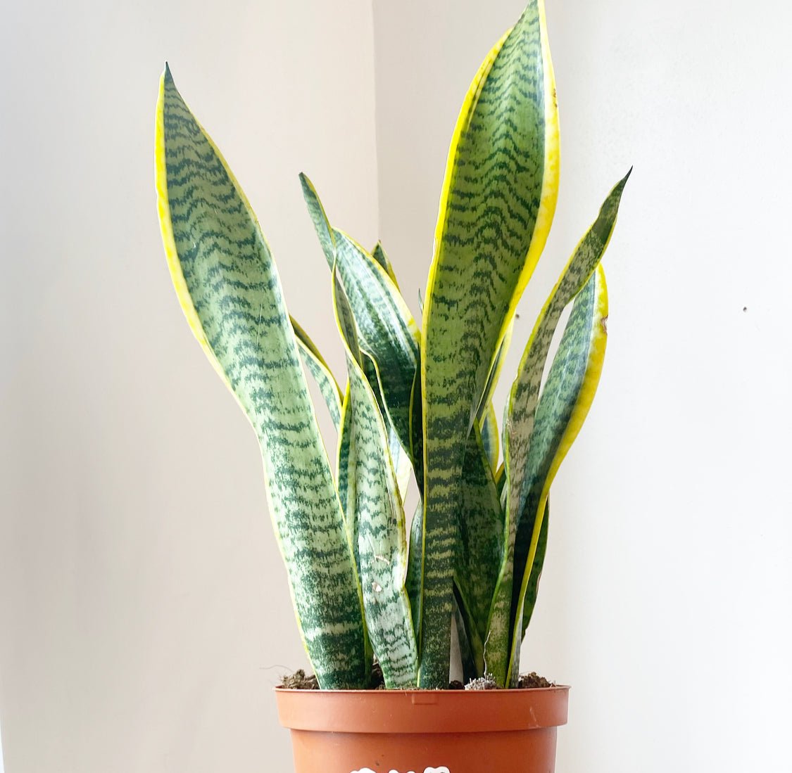 Sansevieria laurentii - The Plant Lady SF