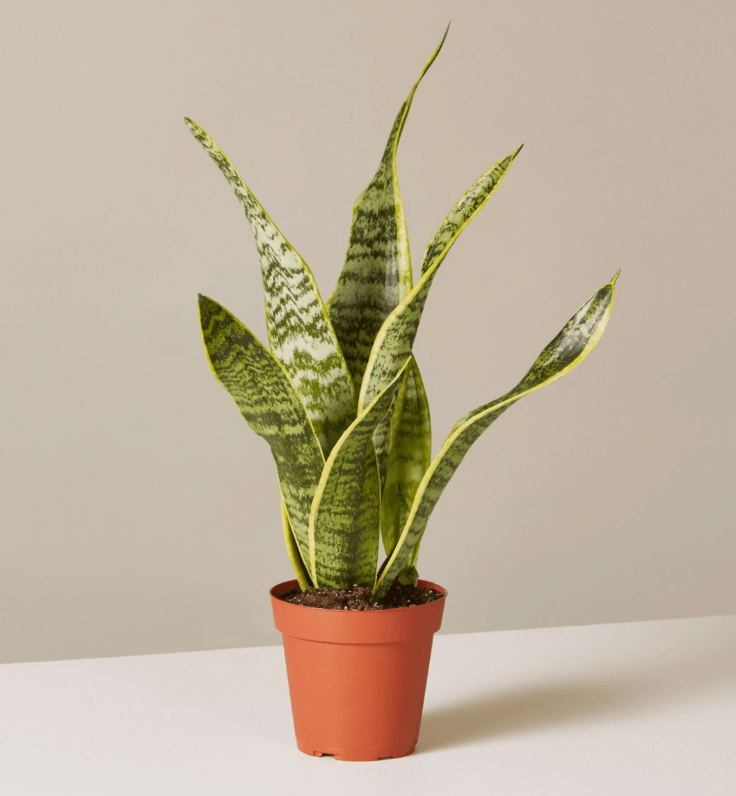 Sansevieria laurentii - The Plant Lady SF