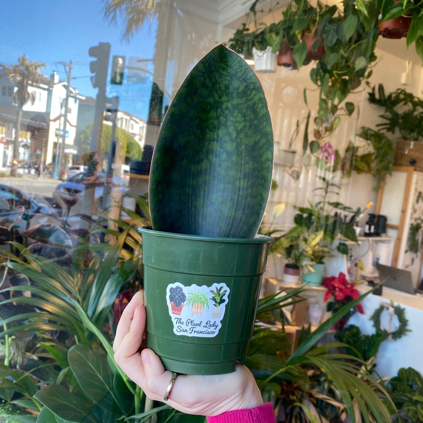 Sansevieria masoniana “Whalefin” - The Plant Lady SF