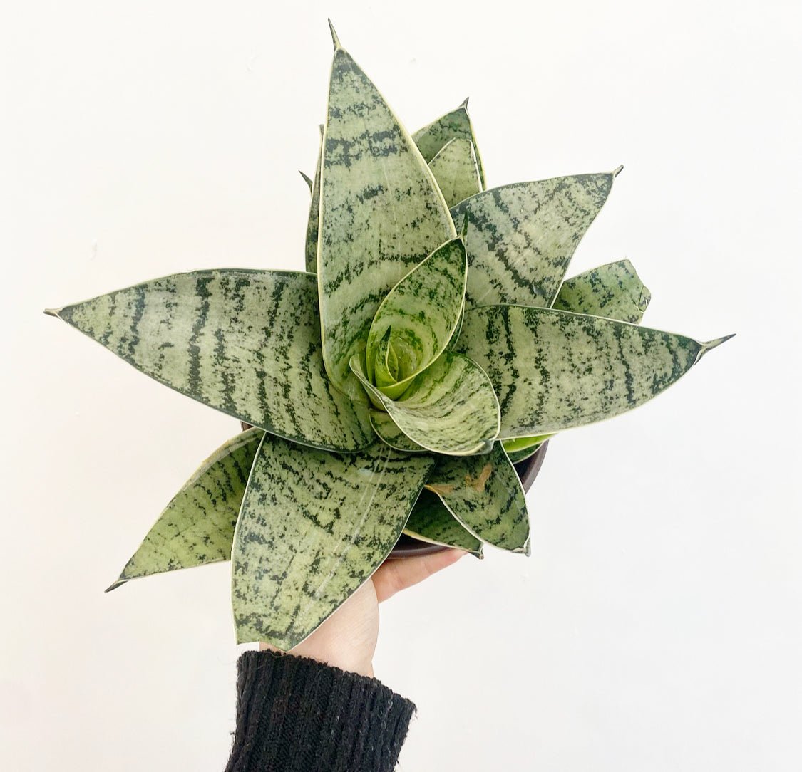 Sansevieria 'Star Power' - The Plant Lady SF