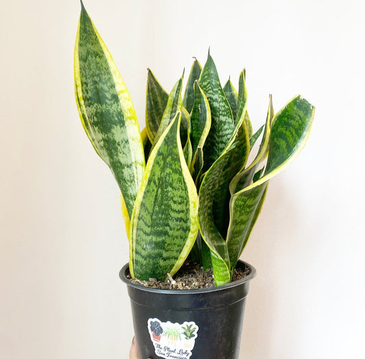 Sansevieria 'Superba' - The Plant Lady SF
