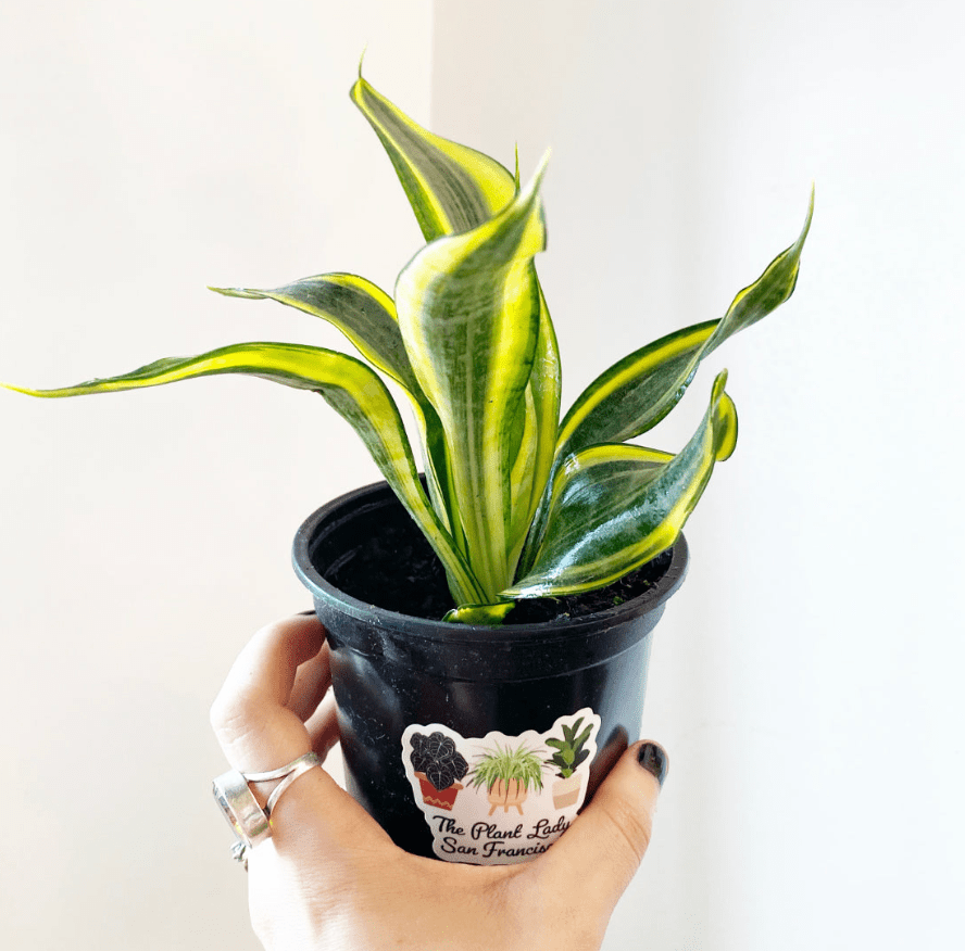 Sansevieria trifasciata 'Twisted Sister' - The Plant Lady SF