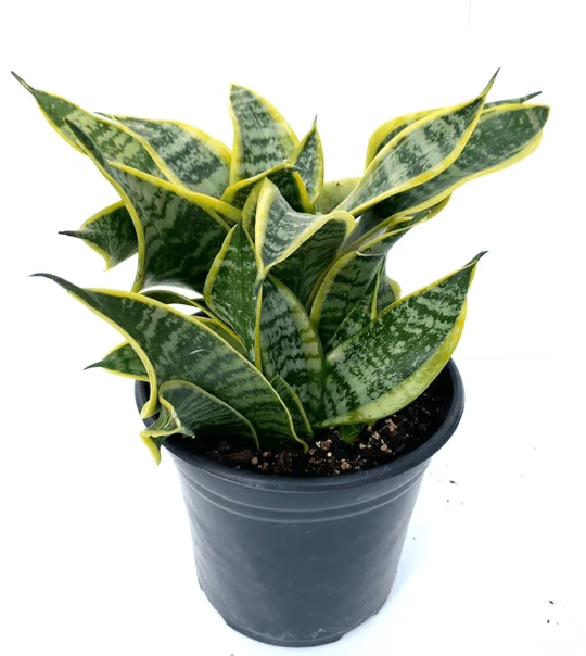 Sansevieria trifasciata 'Twisted Sister' - The Plant Lady SF