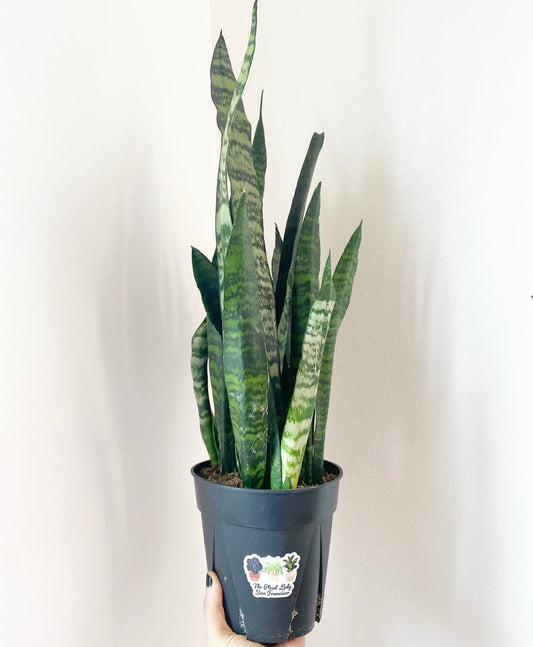 Sansevieria zeylanica "Silver Streak" - The Plant Lady SF