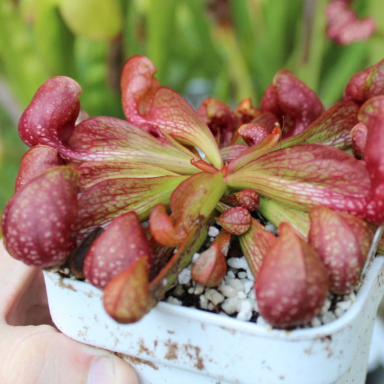 Sarracenia psittacina - The Plant Lady SF
