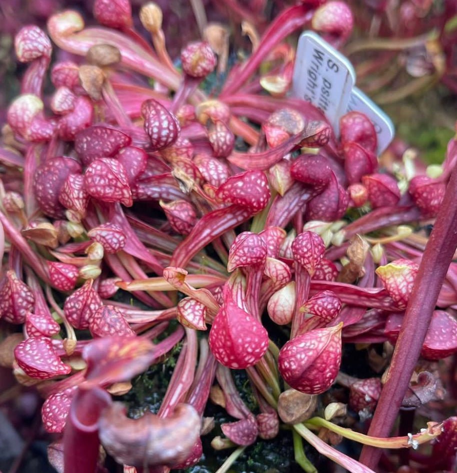 Sarracenia psittacina - The Plant Lady SF
