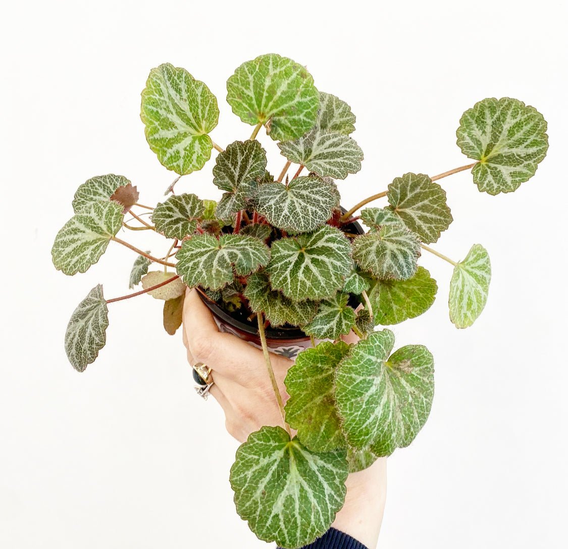 Saxifraga stolonifera (Strawberry Begonia) - The Plant Lady SF
