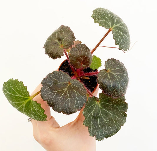 Saxifraga stolonifera (Strawberry Begonia) - The Plant Lady SF
