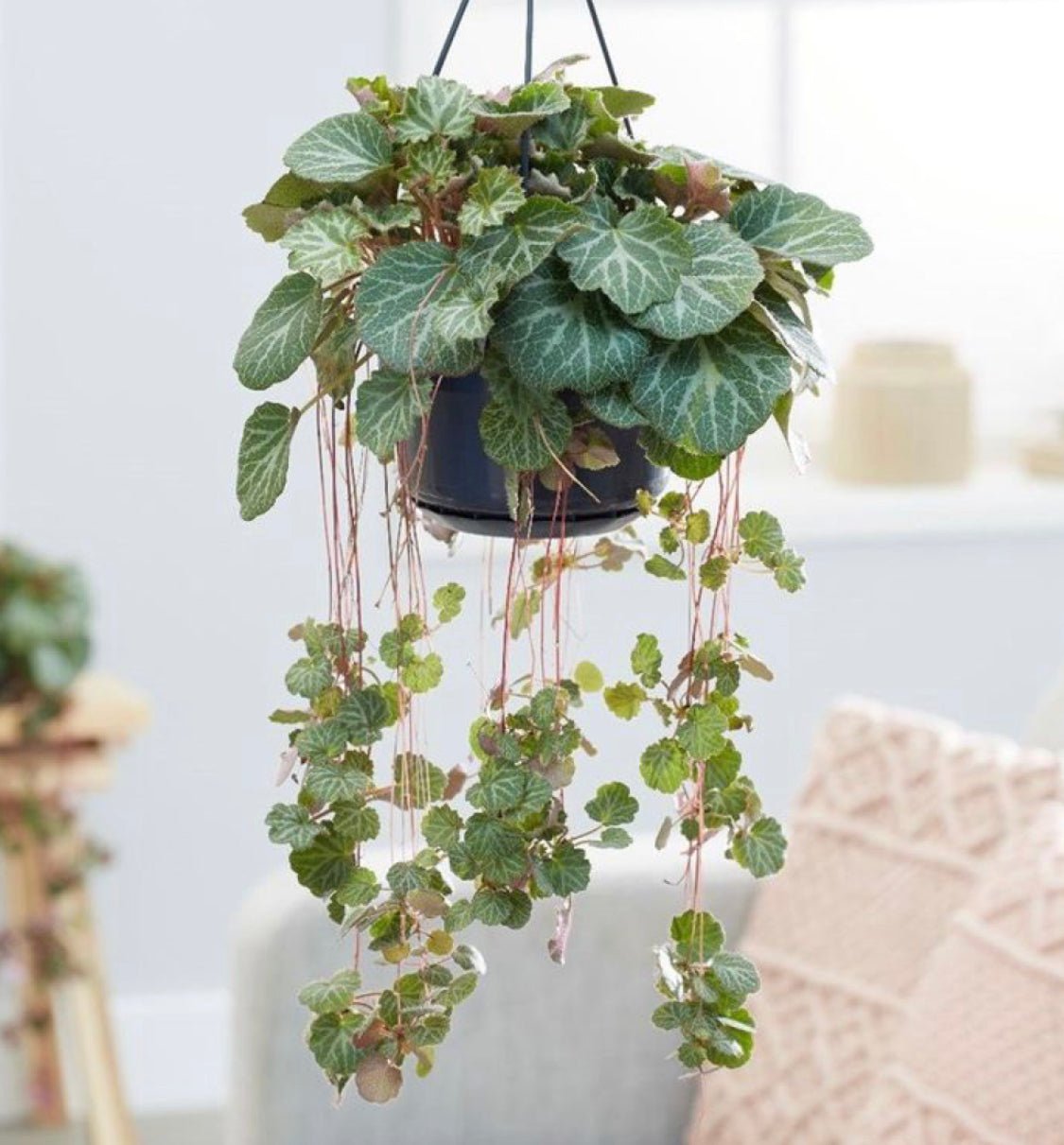 Saxifraga stolonifera (Strawberry Begonia) - The Plant Lady SF