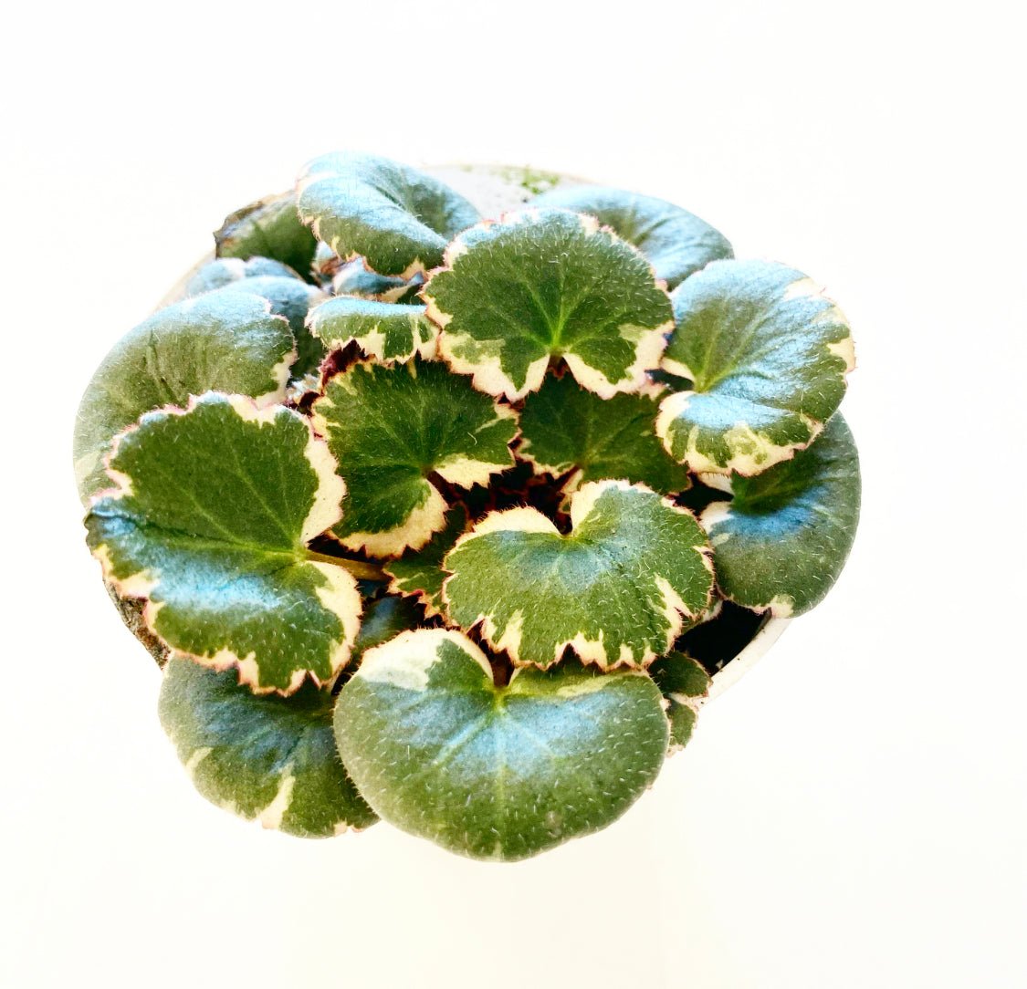 Saxifraga stolonifera variegata (Variegated Strawberry Begonia) - The Plant Lady SF