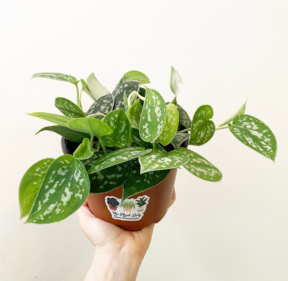 silver spotted pothos Scindapsus pictus 'Argyraeus' AKA Satin Pothos – The Plant Lady SF