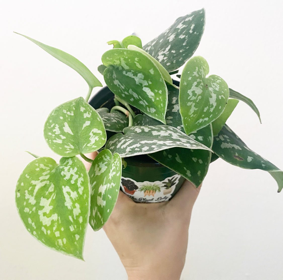 pothos picta Scindapsus pictus 'Argyraeus' AKA Satin Pothos