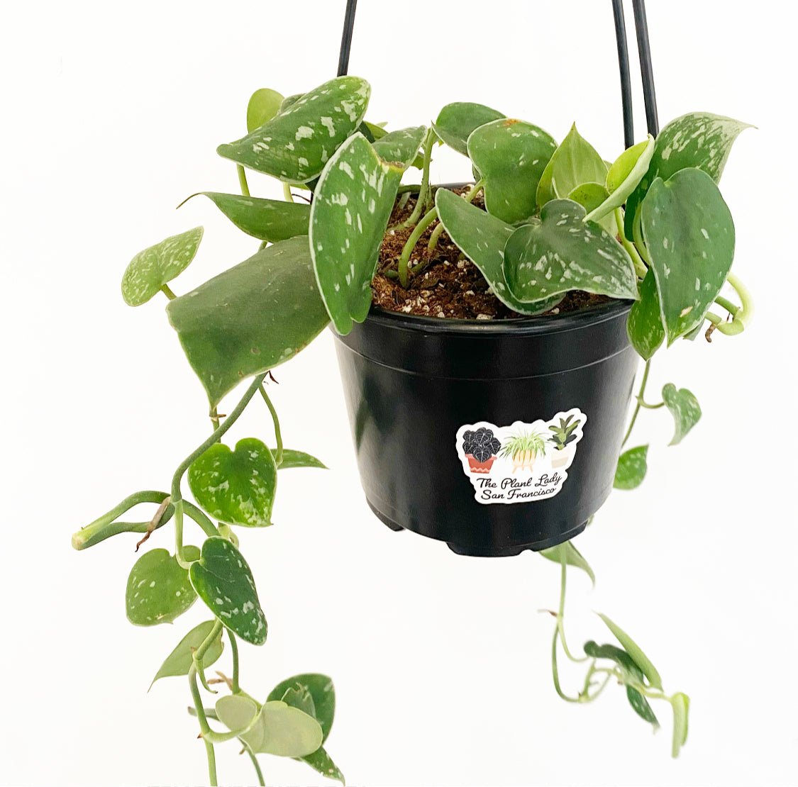 Scindapsus pictus 'Argyraeus' AKA Satin Pothos - The Plant Lady SF