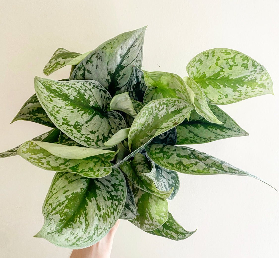 pothos exotica leaves Scindapsus pictus 'Exotica' – The Plant Lady SF