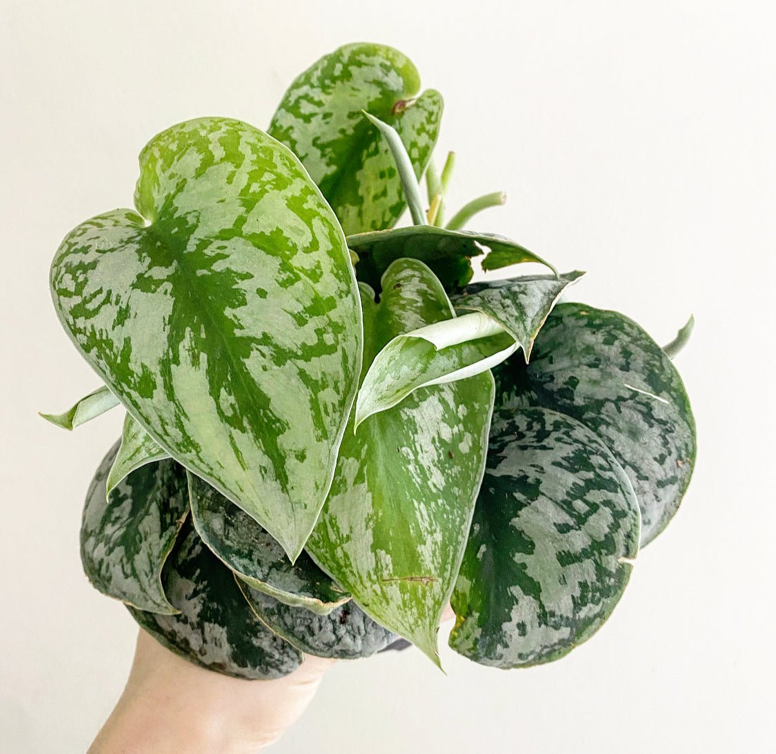 Scindapsus pictus 'Exotica' - The Plant Lady SF