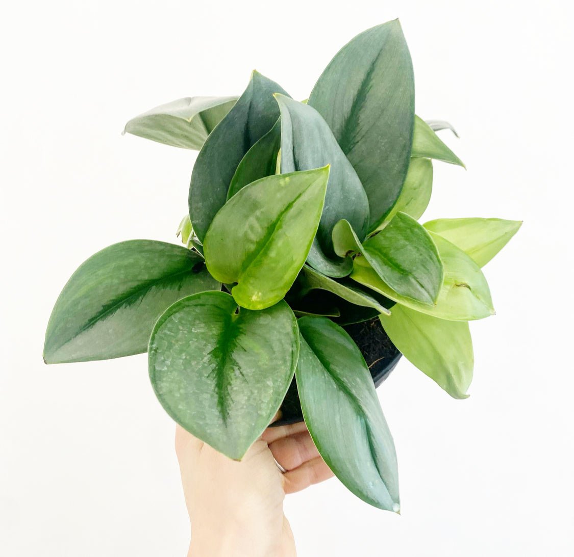 Scindapsus treubii 'Moonlight' - The Plant Lady SF