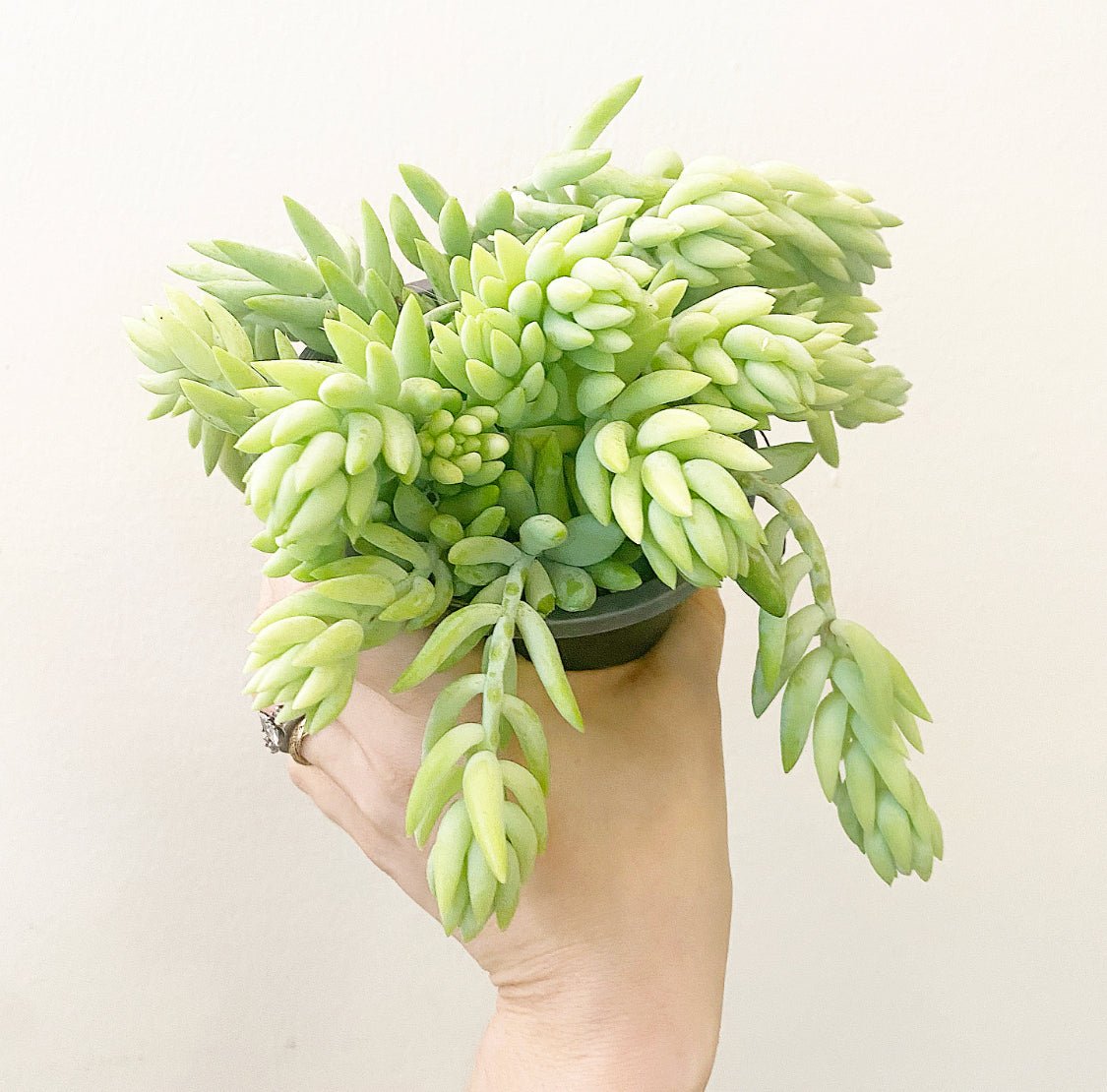 Sedum morganianum (Burro's Tail) - The Plant Lady SF