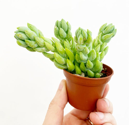 Sedum morganianum (Burro's Tail) - The Plant Lady SF