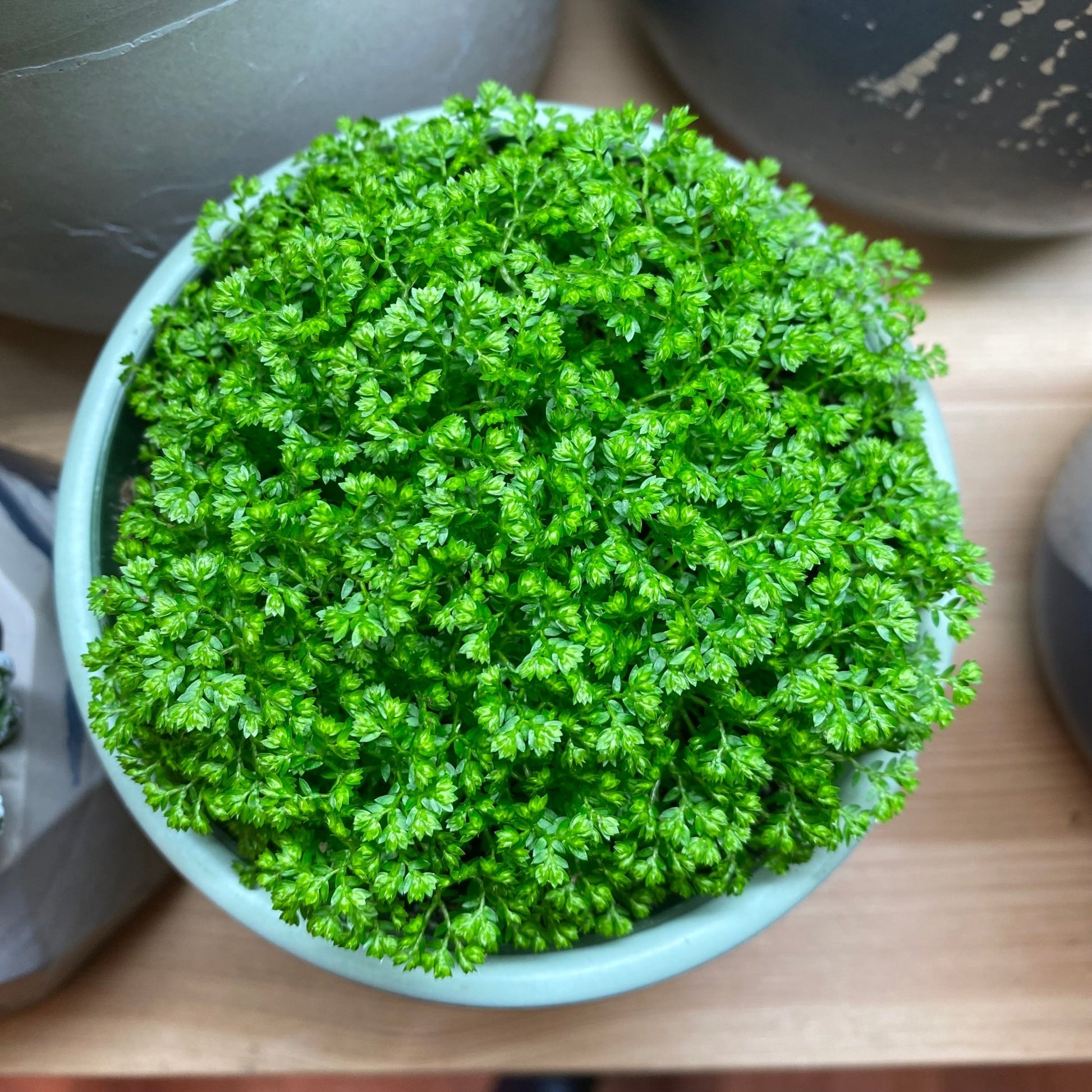Selaginella Moss Ball - The Plant Lady SF