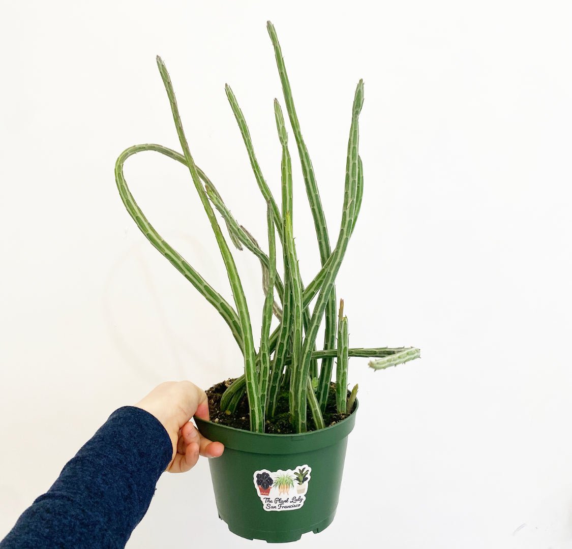 Senecio stapeliiformis (Candlestick Plant) - The Plant Lady SF
