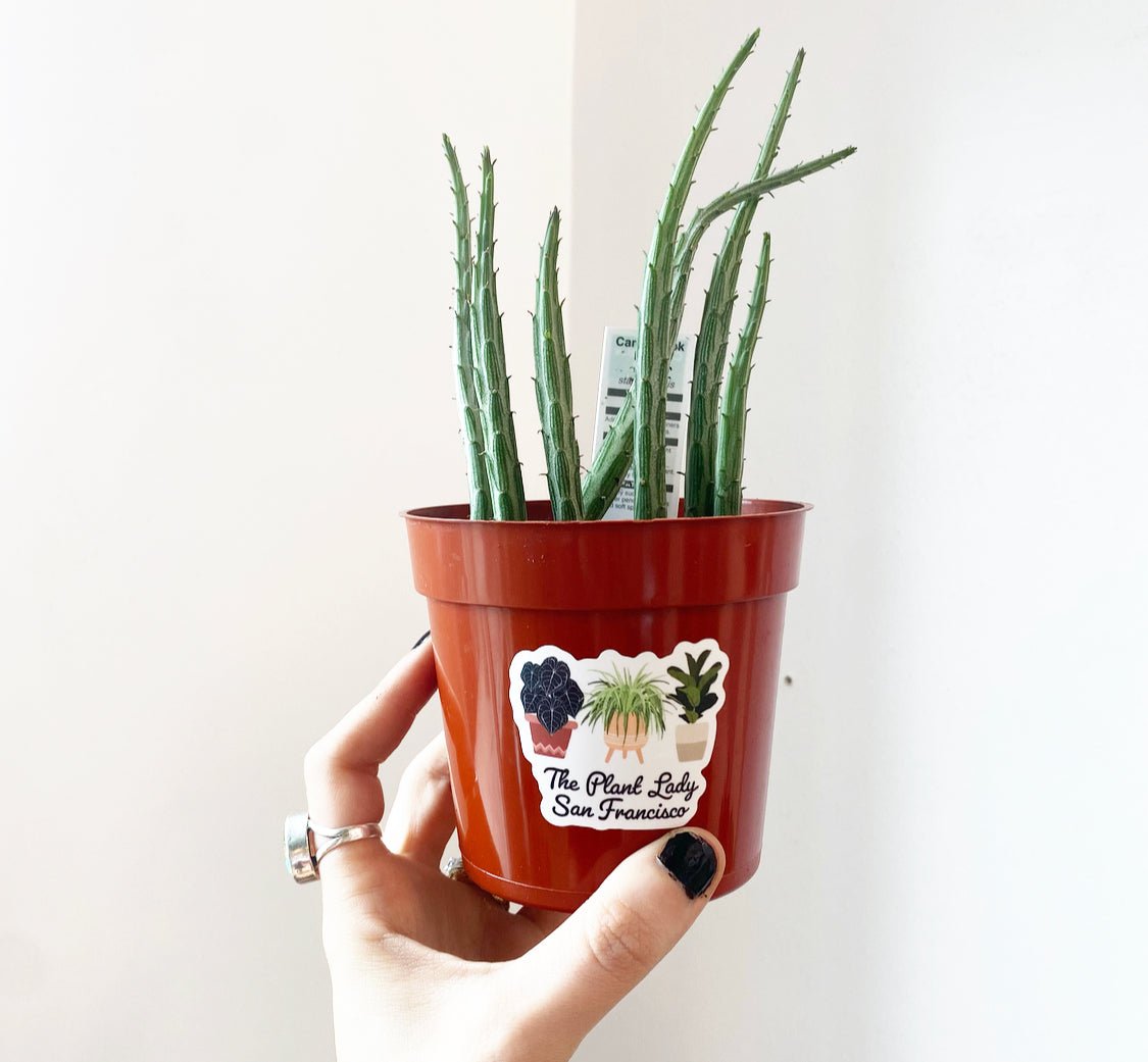 Senecio stapeliiformis (Candlestick Plant) - The Plant Lady SF