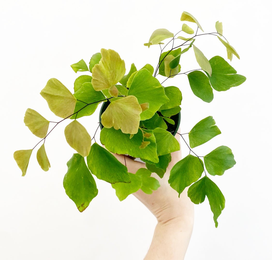 Silver Dollar Fern (Adiantum peruvianum) - The Plant Lady SF