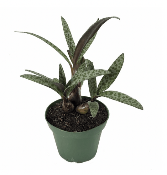 Silver Squill - The Plant Lady SF