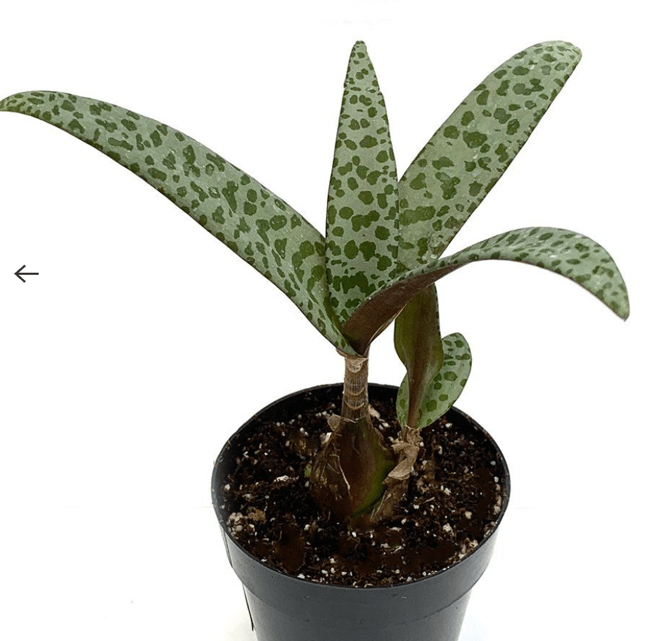 Silver Squill - The Plant Lady SF