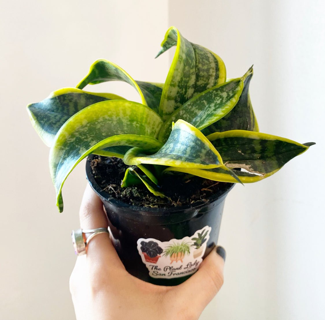 sansevieria trifasciata small Small Sansevieria, assorted, – The Plant Lady SF