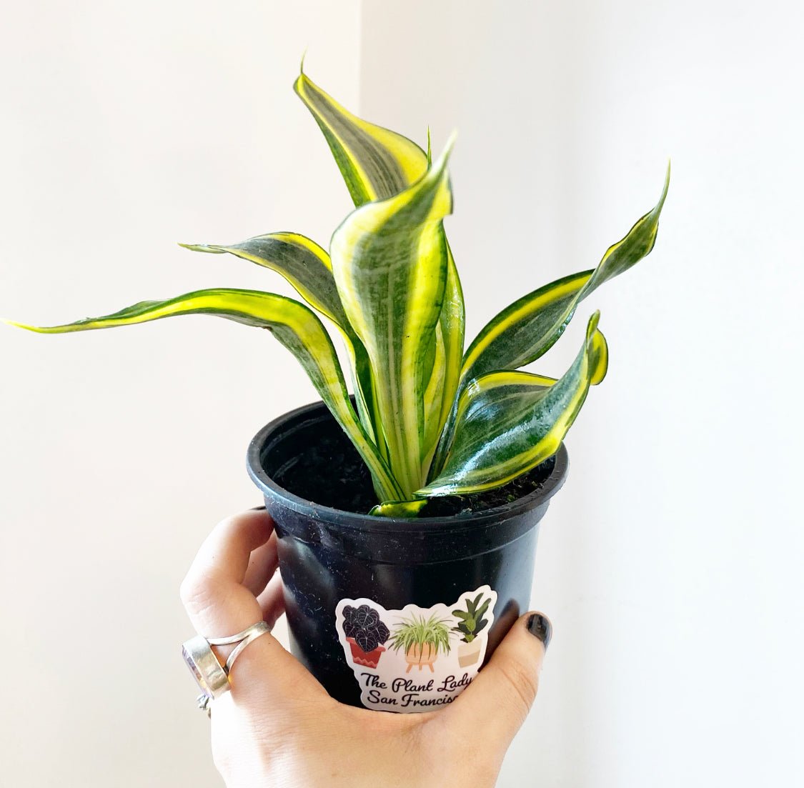 smallest sansevieria Small Sansevieria, assorted, – The Plant Lady SF