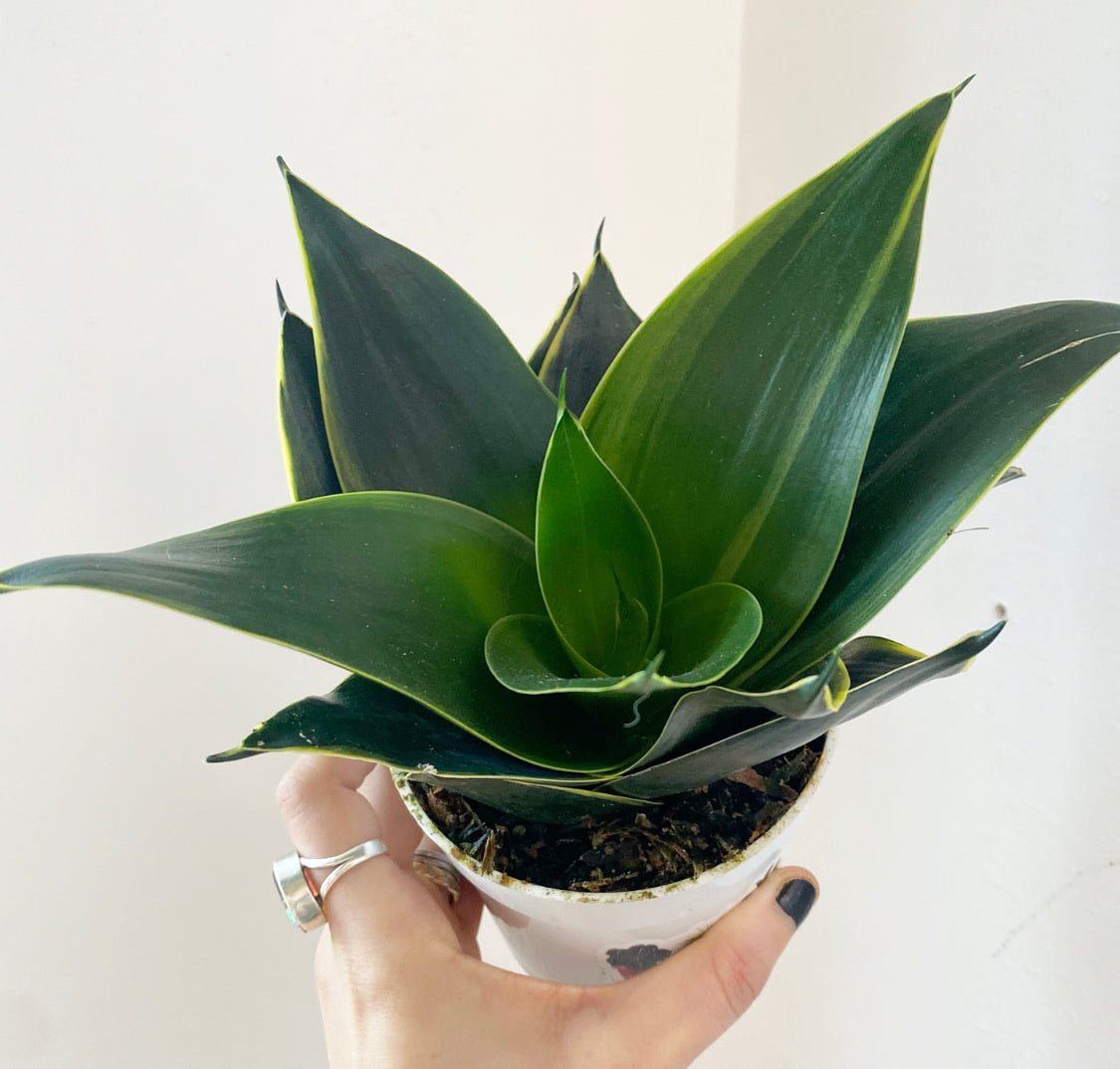 mini sansevieria plant Small Sansevieria, assorted, – The Plant Lady SF