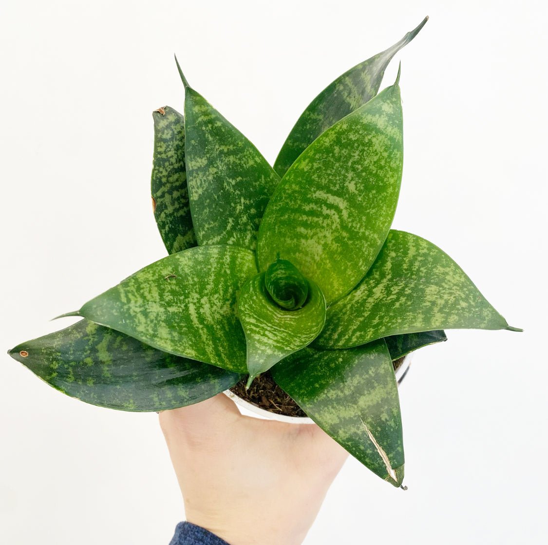 Small Sansevieria, assorted, - The Plant Lady SF