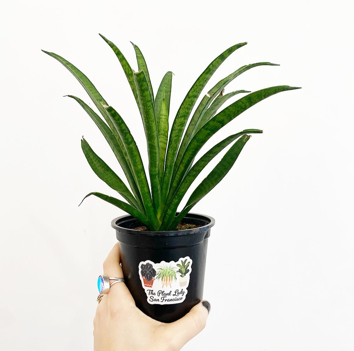Small Sansevieria, assorted, - The Plant Lady SF