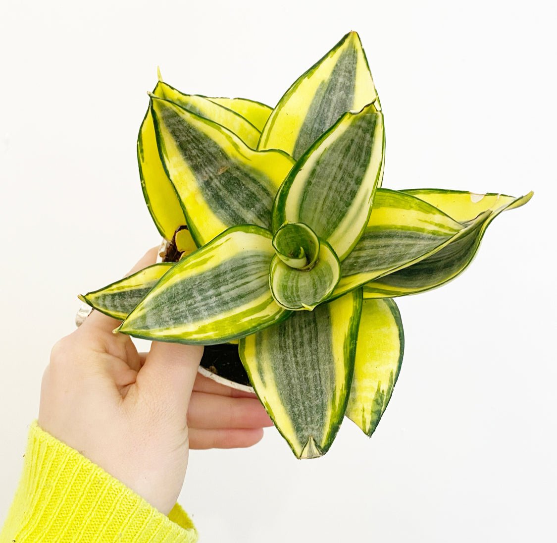 Small Sansevieria, assorted, - The Plant Lady SF