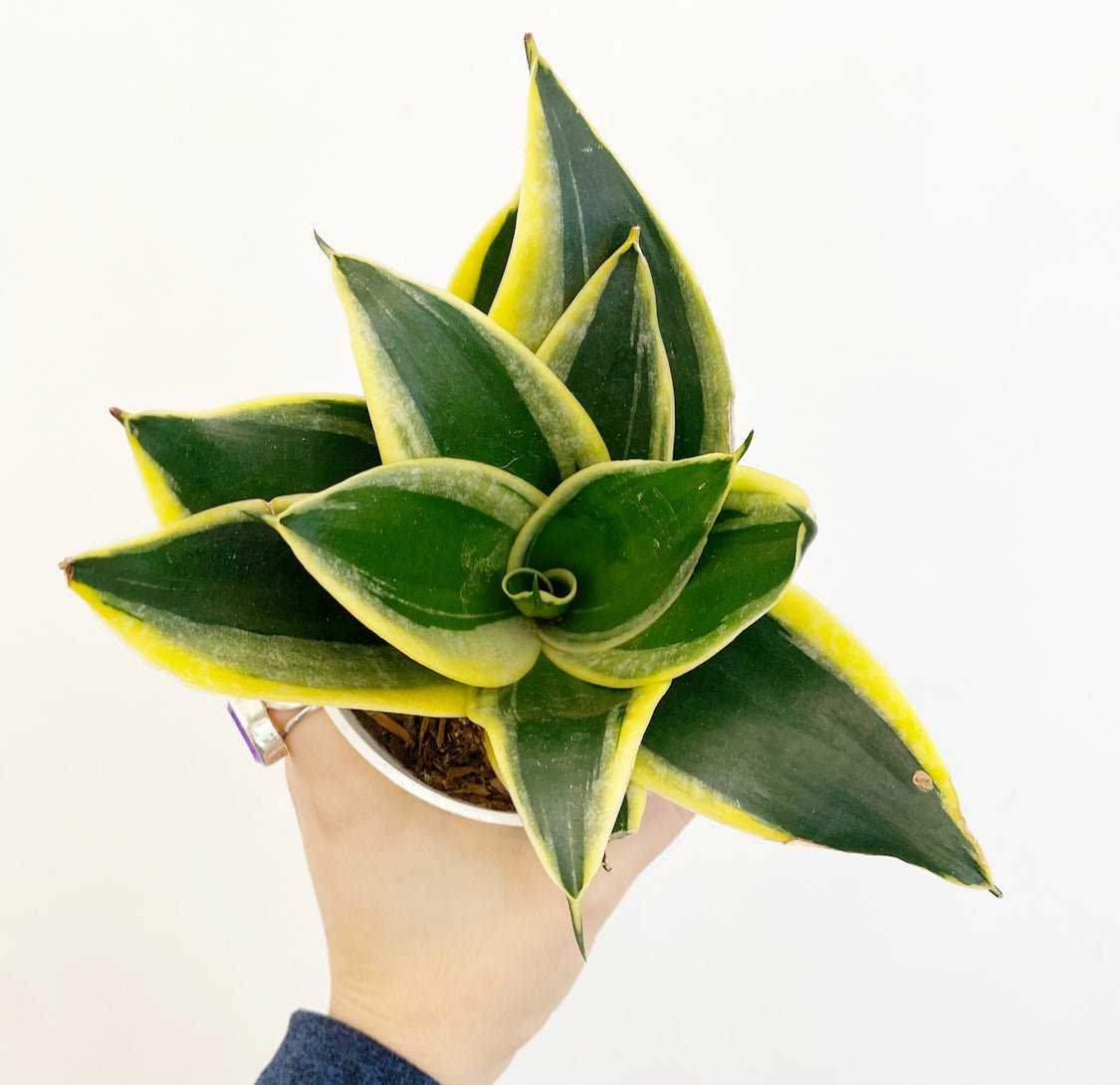 small sansevieria Small Sansevieria, assorted, – The Plant Lady SF