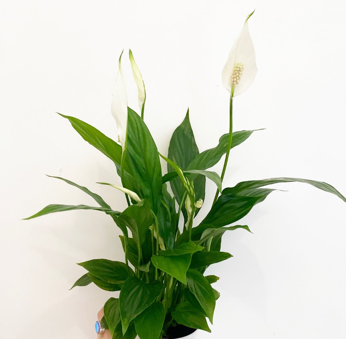Spathiphyllum (Peace Lily) - The Plant Lady SF