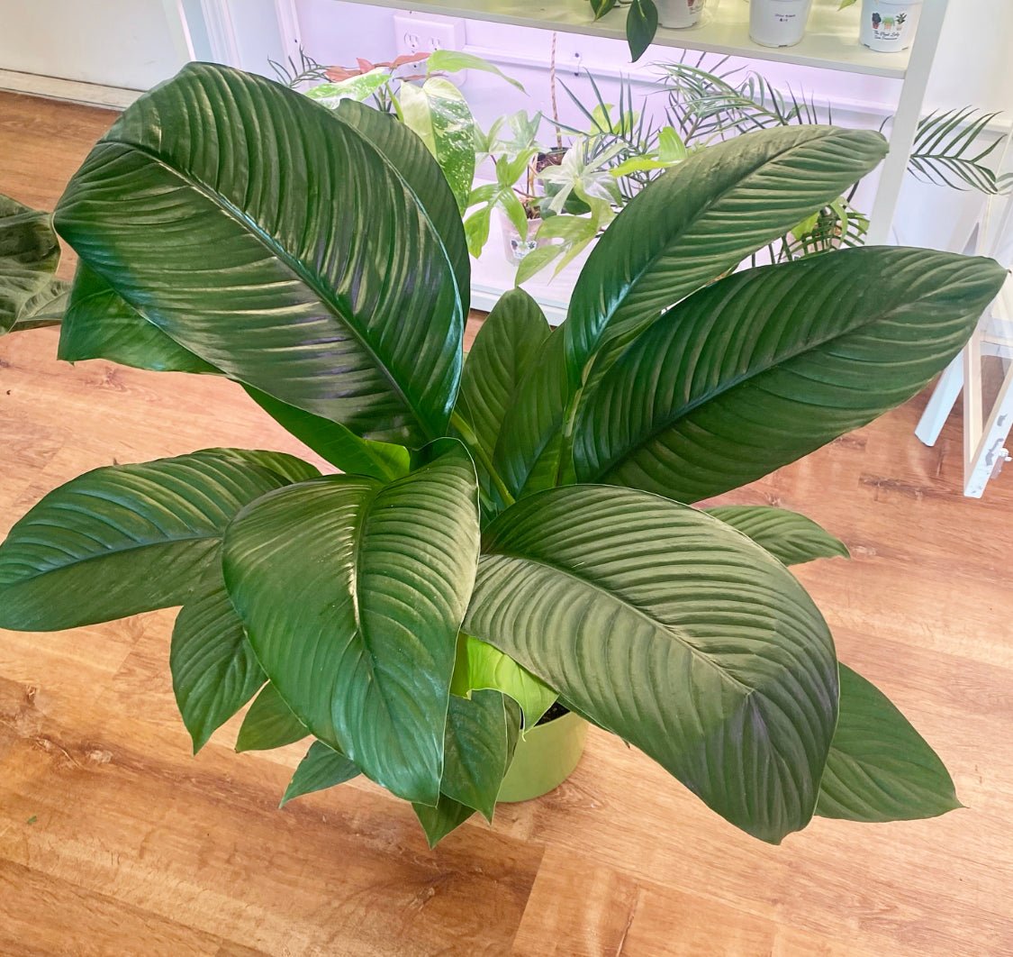 Spathiphyllum 'Sensation' - The Plant Lady SF