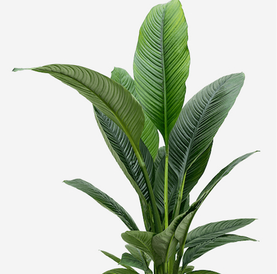 Spathiphyllum 'Sensation' - The Plant Lady SF