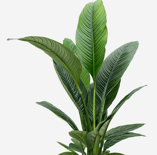 Spathiphyllum 'Sensation' - The Plant Lady SF
