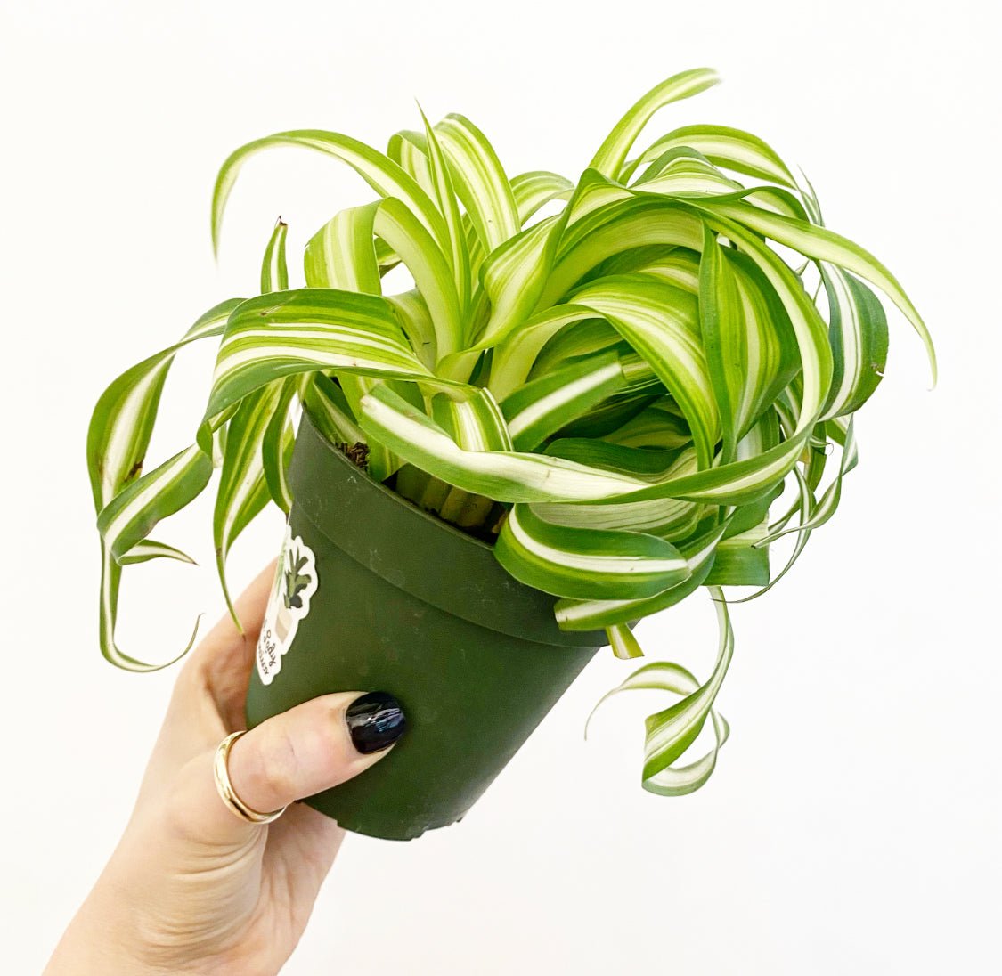 Spider Plant - Bonnie (Curly) - The Plant Lady SF