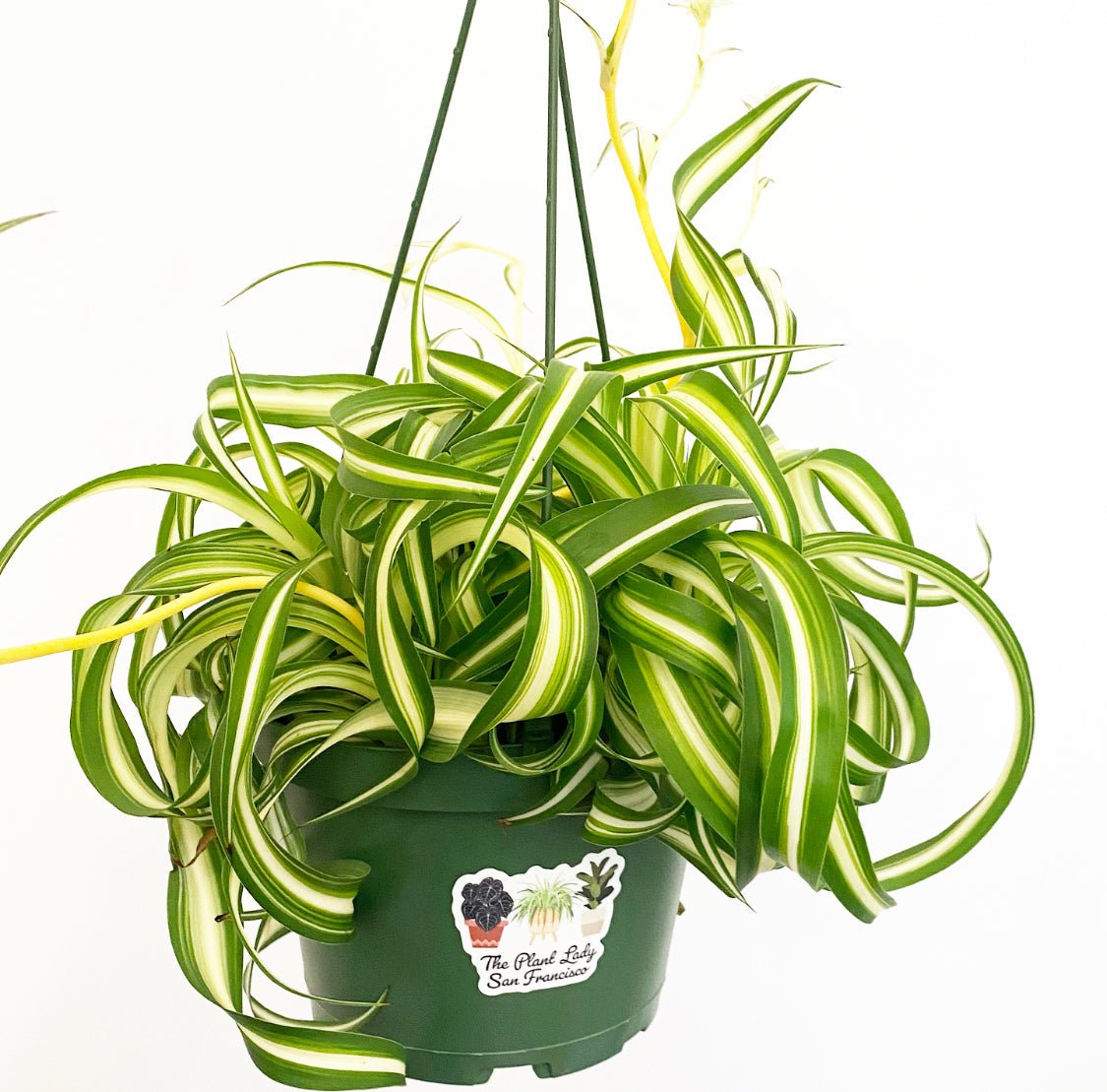 Spider Plant - Bonnie (Curly) - The Plant Lady SF