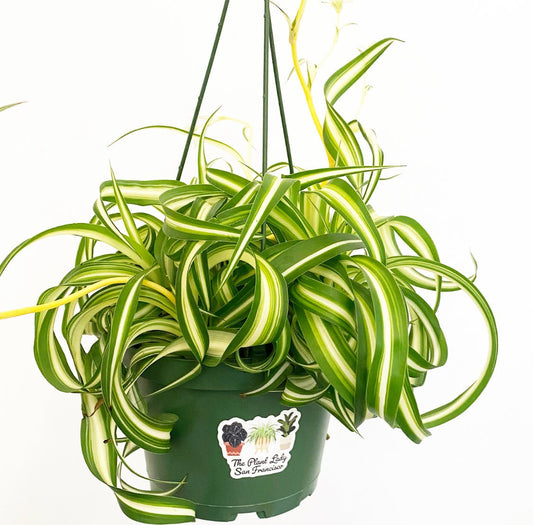 Spider Plant - Bonnie (Curly) - The Plant Lady SF