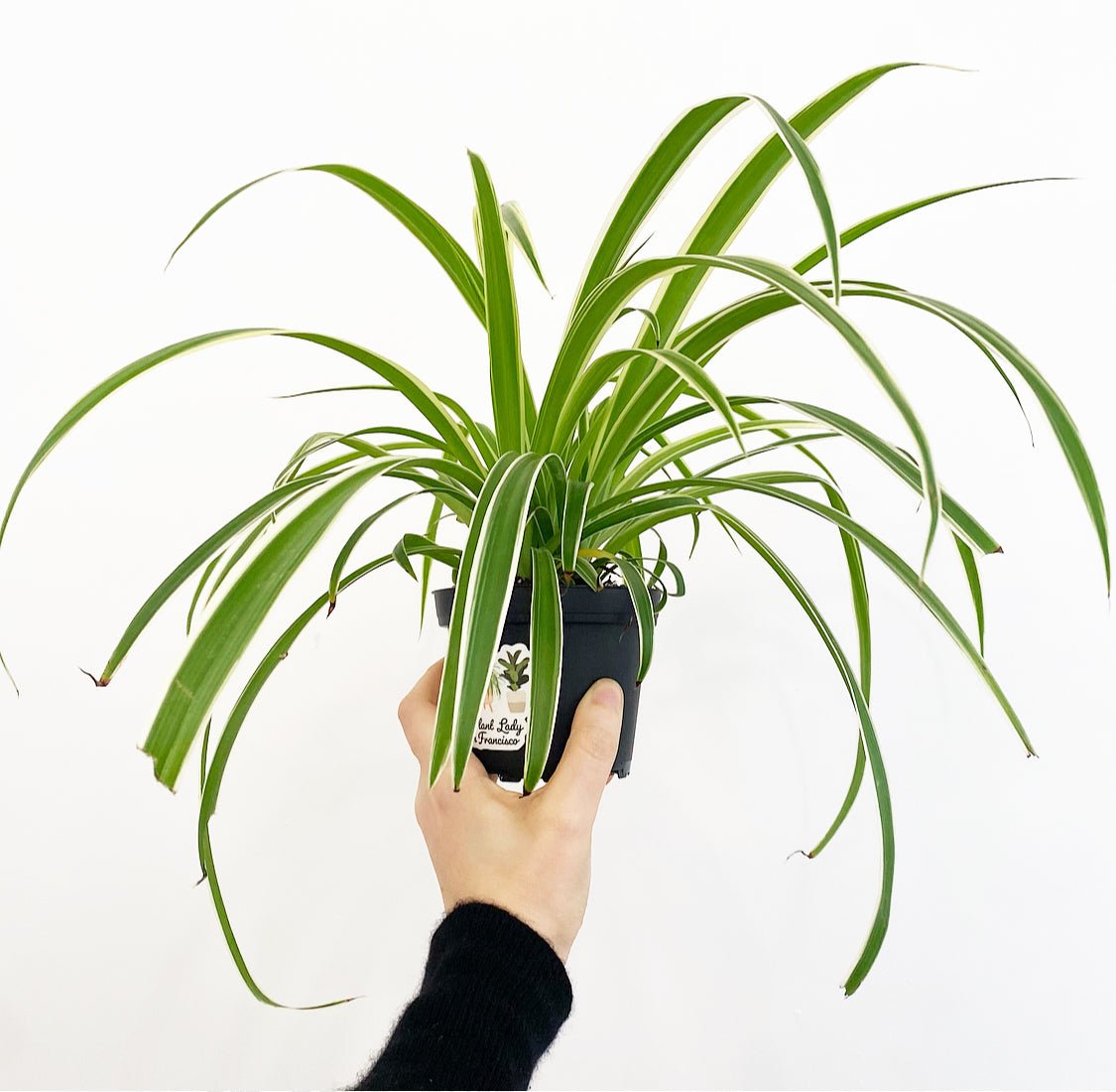Spider Plant (Reverse Variegated) - The Plant Lady SF