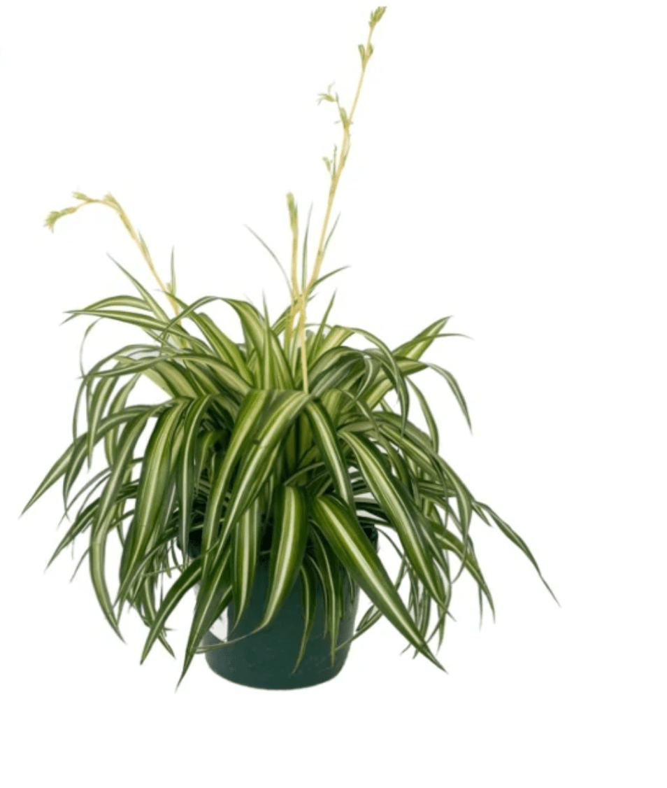 Spider Plant (Reverse Variegated) - The Plant Lady SF