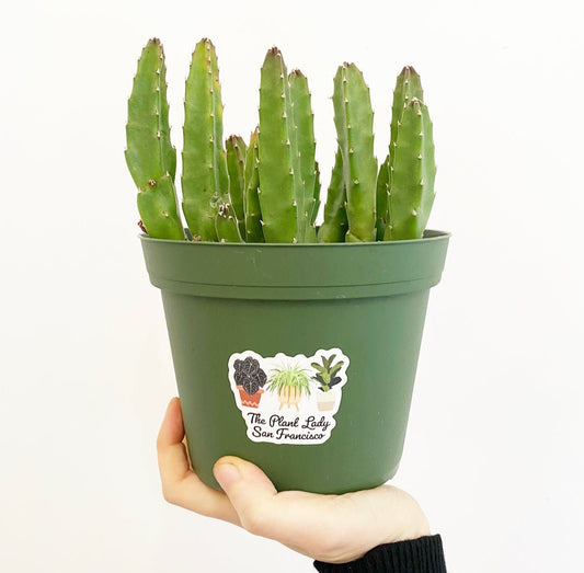 Stapelia grandiflora - The Plant Lady SF